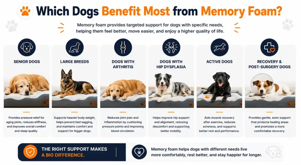 Which dogs benefit most from memory foam infographic featuring senior dogs large breeds arthritis hip dysplasia active dogs and post surgery recovery dogs.